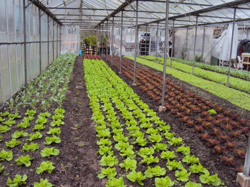 Nieuwsbrief week 14 Biologische dynamische Tuinderij Land en Boschzigt Nieuwsbrief week 14 Biologische dynamische Tuinderij Land en Boschzigt